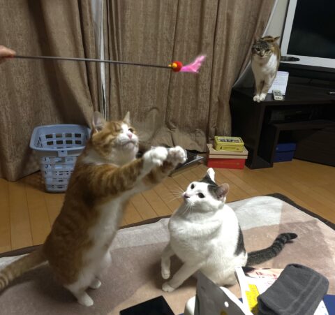 ニャンズとおもちゃの新たな出会い！